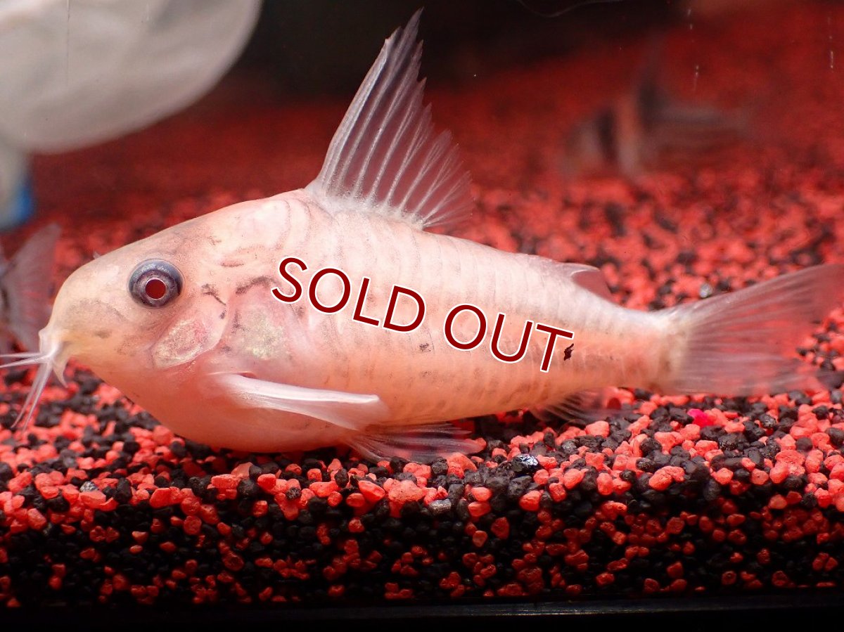 画像1: 【30%OFF対象商品30周年セール 淡水魚】【淡水魚】【通販】今回限定爆安 世界的に激レア 日本初入荷 プラチナ アルビノ コリドラス コルレア【個体販売】(±6cm)(生体)(熱帯魚)NKCR (1)