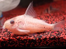 画像1: 【ウィンターセール 10％OFF対象商品】【淡水魚】【通販】世界的に激レア 日本初入荷 プラチナ アルビノ コリドラス コルレア【個体販売】(±6cm)(生体)(熱帯魚)NKCR (1)