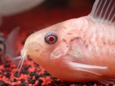 画像2: 【ウィンターセール 10％OFF対象商品】【淡水魚】【通販】世界的に激レア 日本初入荷 プラチナ アルビノ コリドラス コルレア【個体販売】(±6cm)(生体)(熱帯魚)NKCR (2)