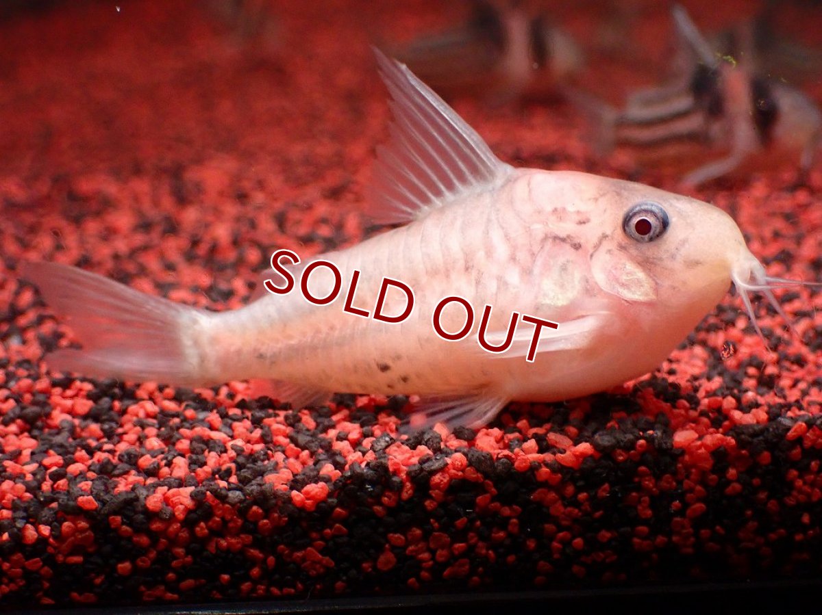 画像3: 【30%OFF対象商品30周年セール 淡水魚】【淡水魚】【通販】今回限定爆安 世界的に激レア 日本初入荷 プラチナ アルビノ コリドラス コルレア【個体販売】(±6cm)(生体)(熱帯魚)NKCR (3)