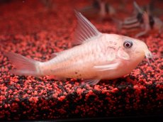 画像3: 【ウィンターセール 10％OFF対象商品】【淡水魚】【通販】世界的に激レア 日本初入荷 プラチナ アルビノ コリドラス コルレア【個体販売】(±6cm)(生体)(熱帯魚)NKCR (3)