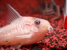 画像4: 【ウィンターセール 10％OFF対象商品】【淡水魚】【通販】世界的に激レア 日本初入荷 プラチナ アルビノ コリドラス コルレア【個体販売】(±6cm)(生体)(熱帯魚)NKCR (4)