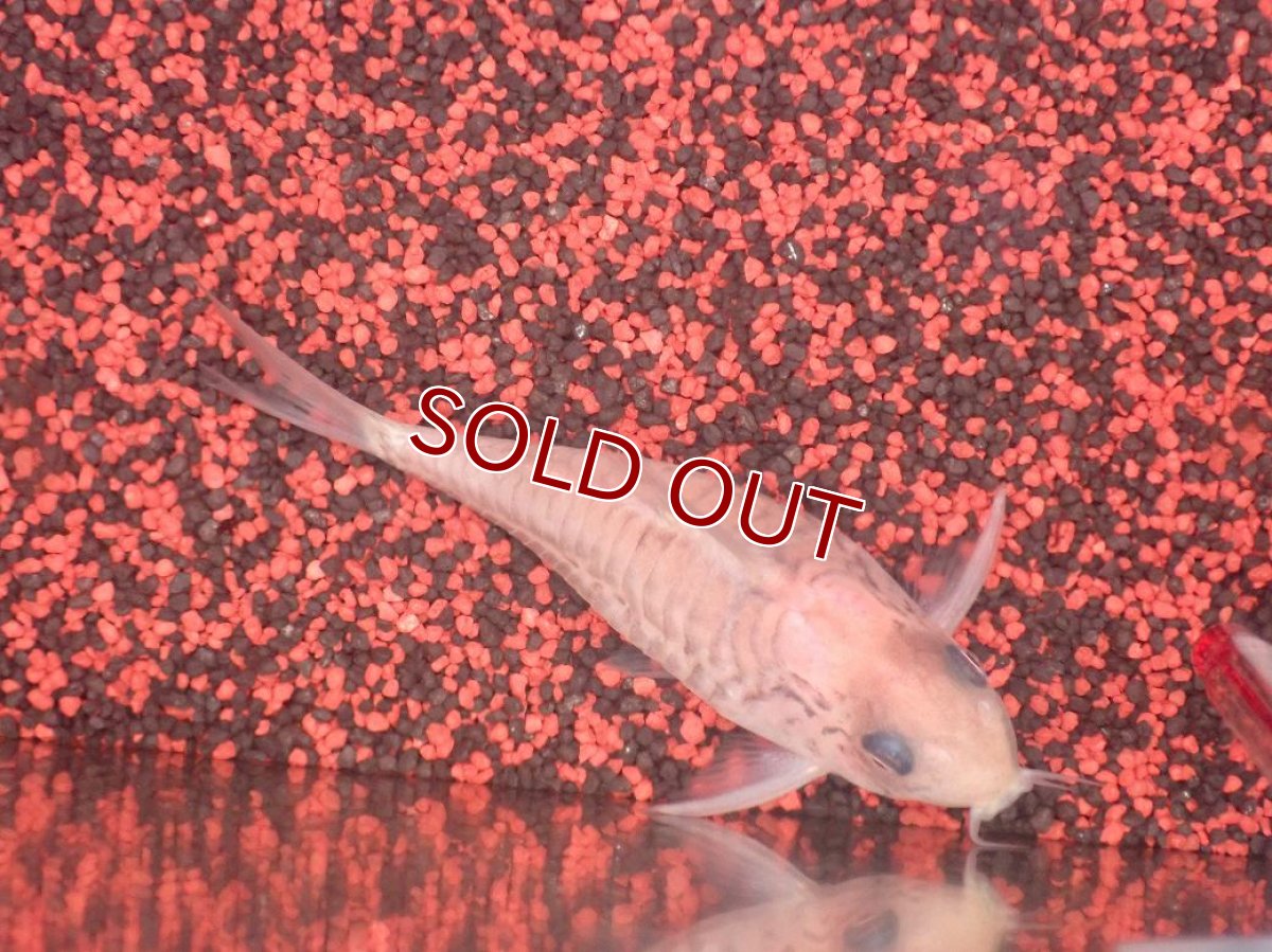 画像5: 【30%OFF対象商品30周年セール 淡水魚】【淡水魚】【通販】今回限定爆安 世界的に激レア 日本初入荷 プラチナ アルビノ コリドラス コルレア【個体販売】(±6cm)(生体)(熱帯魚)NKCR (5)