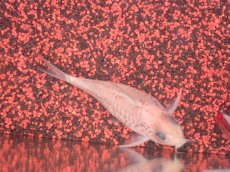 画像5: 【ウィンターセール 10％OFF対象商品】【淡水魚】【通販】世界的に激レア 日本初入荷 プラチナ アルビノ コリドラス コルレア【個体販売】(±6cm)(生体)(熱帯魚)NKCR (5)