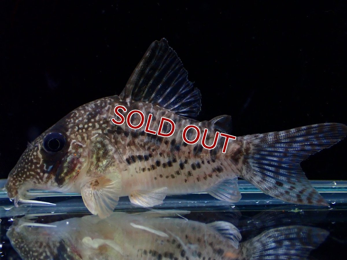 画像1: 【淡水魚】【通販】激レア コリドラス タイガーアンチェスター タパジョス産 ワイルド【個体販売】(±5cm)(生体)(熱帯魚)NKCR (1)