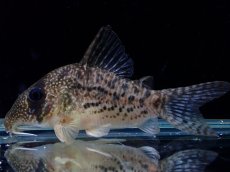 画像1: 【淡水魚】【通販】激レア コリドラス タイガーアンチェスター タパジョス産 ワイルド【個体販売】(±5cm)(生体)(熱帯魚)NKCR (1)