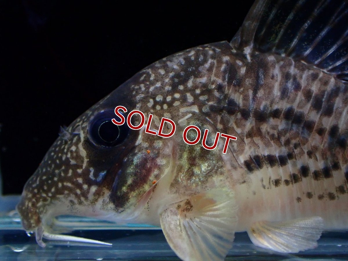 画像2: 【淡水魚】【通販】激レア コリドラス タイガーアンチェスター タパジョス産 ワイルド【個体販売】(±5cm)(生体)(熱帯魚)NKCR (2)