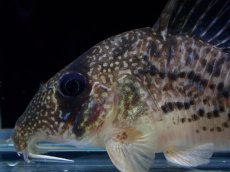 画像2: 【淡水魚】【通販】激レア コリドラス タイガーアンチェスター タパジョス産 ワイルド【個体販売】(±5cm)(生体)(熱帯魚)NKCR (2)