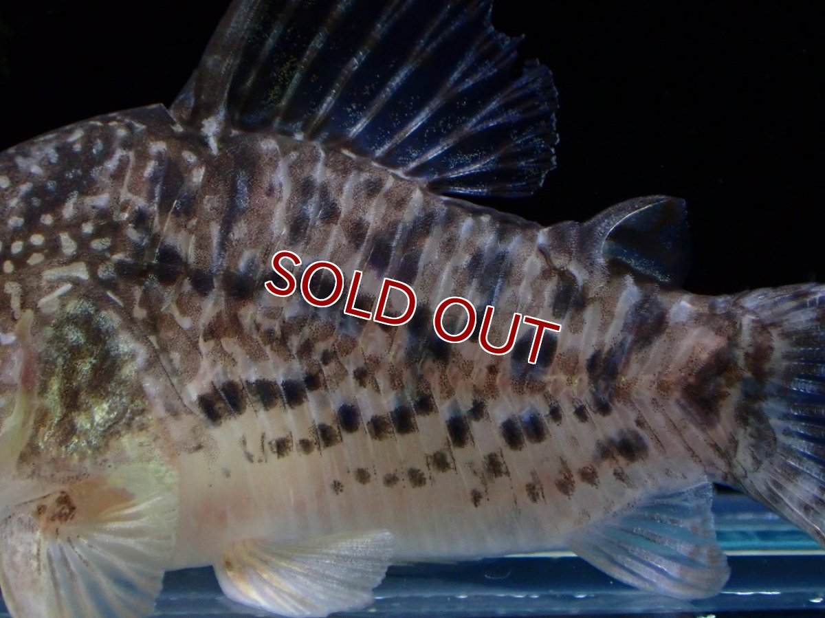 画像3: 【淡水魚】【通販】激レア コリドラス タイガーアンチェスター タパジョス産 ワイルド【個体販売】(±5cm)(生体)(熱帯魚)NKCR (3)