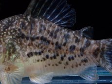 画像3: 【淡水魚】【通販】激レア コリドラス タイガーアンチェスター タパジョス産 ワイルド【個体販売】(±5cm)(生体)(熱帯魚)NKCR (3)