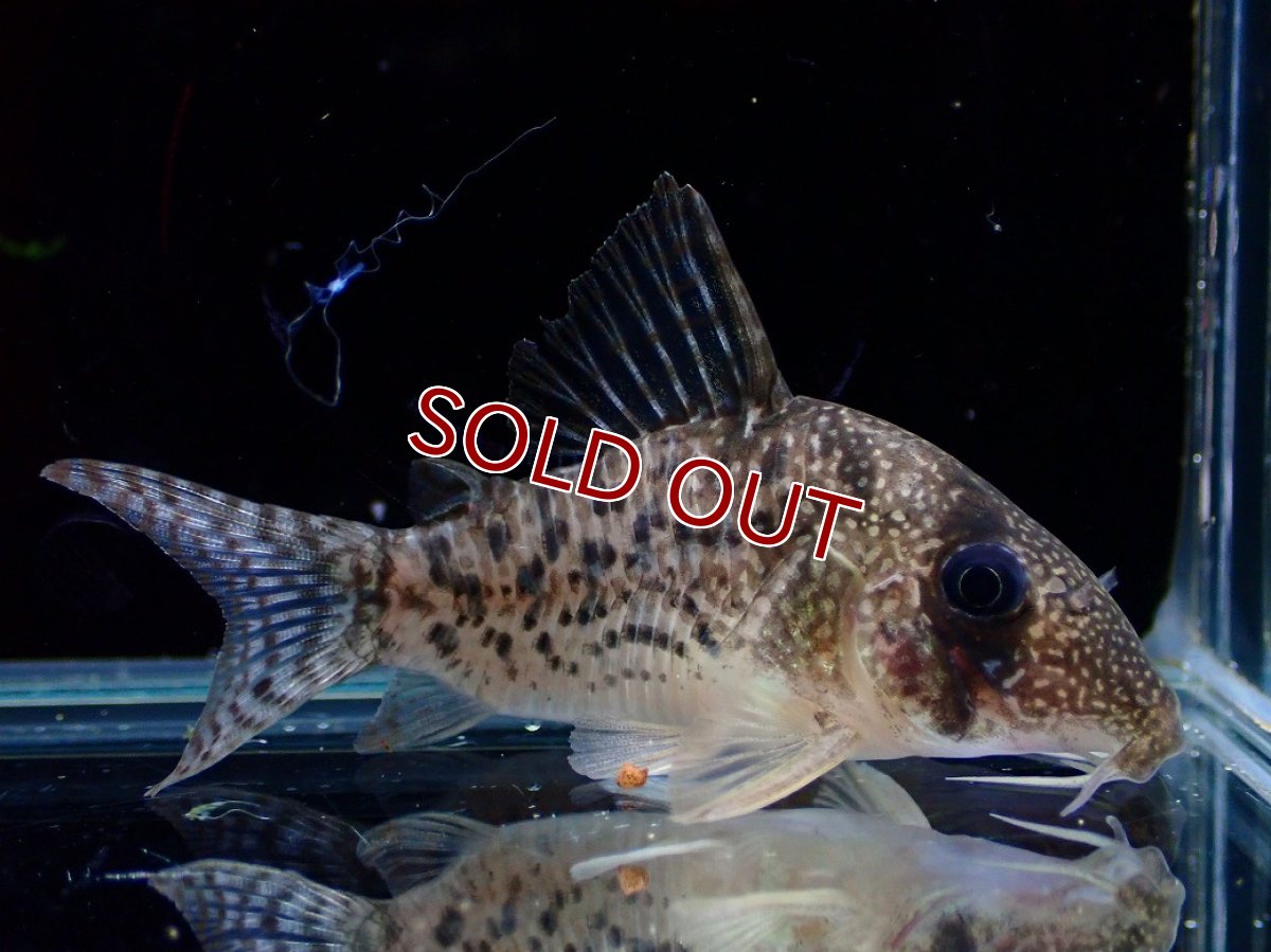 画像4: 【淡水魚】【通販】激レア コリドラス タイガーアンチェスター タパジョス産 ワイルド【個体販売】(±5cm)(生体)(熱帯魚)NKCR (4)