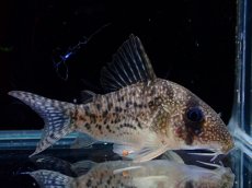 画像4: 【淡水魚】【通販】激レア コリドラス タイガーアンチェスター タパジョス産 ワイルド【個体販売】(±5cm)(生体)(熱帯魚)NKCR (4)