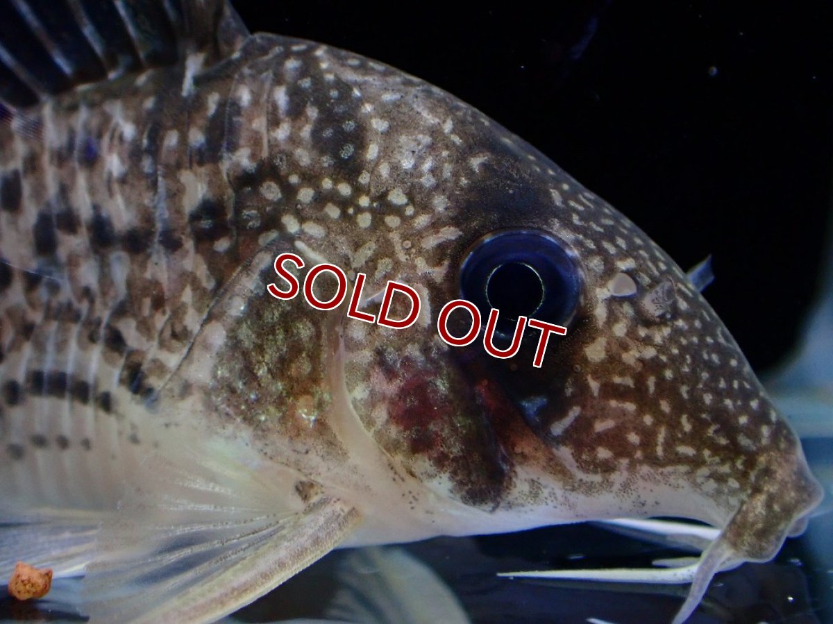 画像5: 【淡水魚】【通販】激レア コリドラス タイガーアンチェスター タパジョス産 ワイルド【個体販売】(±5cm)(生体)(熱帯魚)NKCR (5)