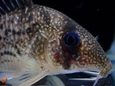 画像5: 【淡水魚】【通販】激レア コリドラス タイガーアンチェスター タパジョス産 ワイルド【個体販売】(±5cm)(生体)(熱帯魚)NKCR (5)