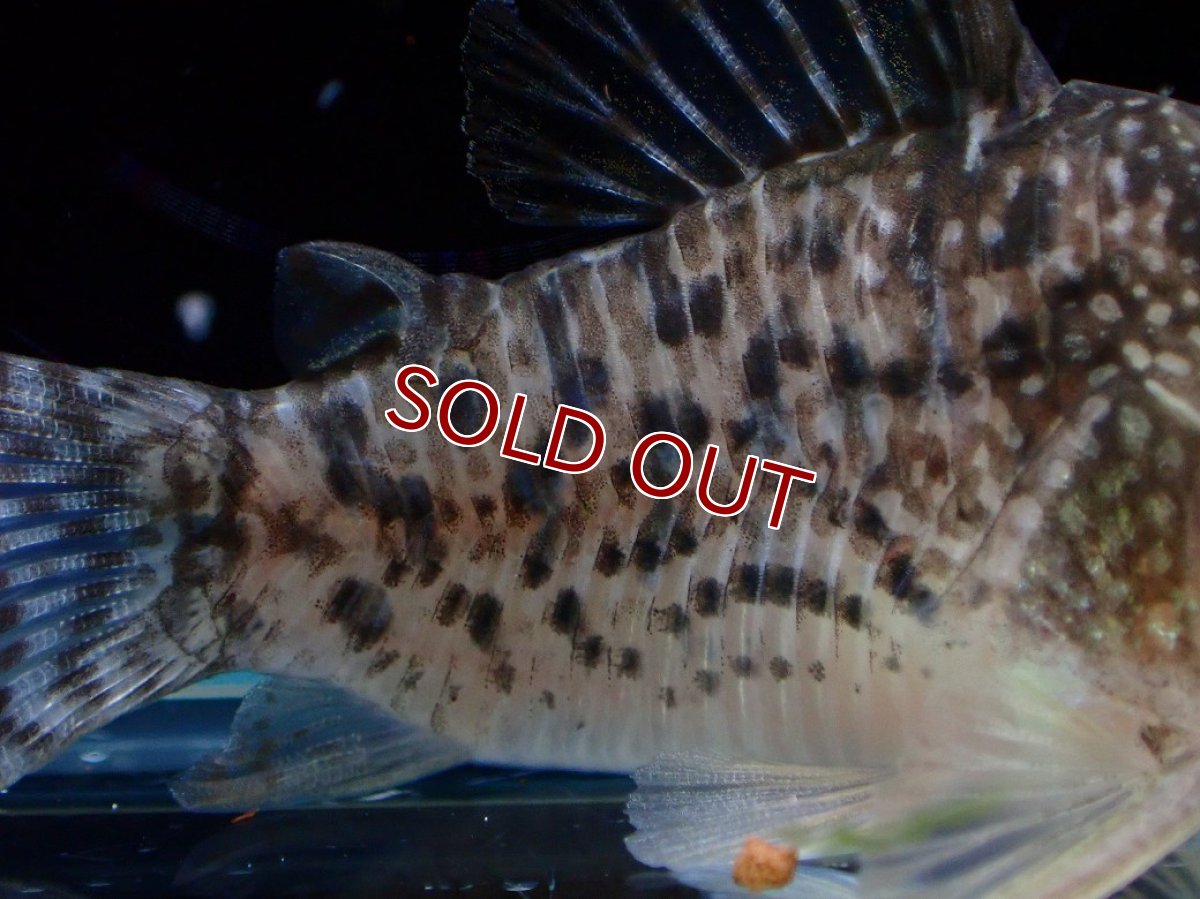 画像6: 【淡水魚】【通販】激レア コリドラス タイガーアンチェスター タパジョス産 ワイルド【個体販売】(±5cm)(生体)(熱帯魚)NKCR (6)