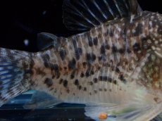 画像6: 【淡水魚】【通販】激レア コリドラス タイガーアンチェスター タパジョス産 ワイルド【個体販売】(±5cm)(生体)(熱帯魚)NKCR (6)