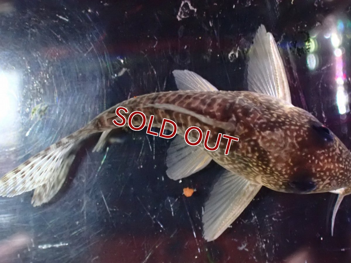 画像7: 【淡水魚】【通販】激レア コリドラス タイガーアンチェスター タパジョス産 ワイルド【個体販売】(±5cm)(生体)(熱帯魚)NKCR (7)