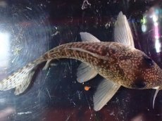 画像7: 【淡水魚】【通販】激レア コリドラス タイガーアンチェスター タパジョス産 ワイルド【個体販売】(±5cm)(生体)(熱帯魚)NKCR (7)