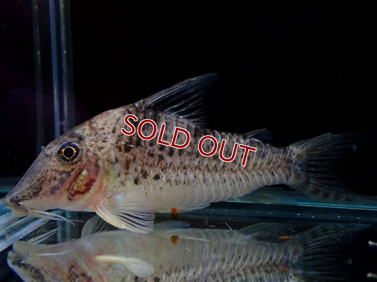 画像1: 【淡水魚】【通販】激レア No1 コリドラス ロングノーズ キンチャン ロンドニア州 ワイルド【個体販売】(±6.5cm)(生体)(熱帯魚)NKCR (1)