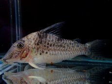 画像1: 【淡水魚】【通販】激レア No1 コリドラス ロングノーズ キンチャン ロンドニア州 ワイルド【個体販売】(±6.5cm)(生体)(熱帯魚)NKCR (1)