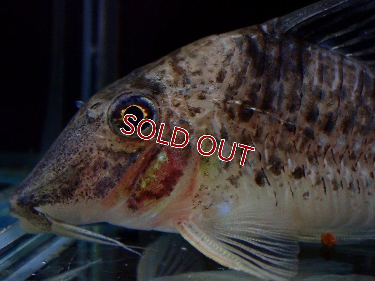 画像2: 【淡水魚】【通販】激レア No1 コリドラス ロングノーズ キンチャン ロンドニア州 ワイルド【個体販売】(±6.5cm)(生体)(熱帯魚)NKCR (2)