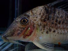 画像2: 【淡水魚】【通販】激レア No1 コリドラス ロングノーズ キンチャン ロンドニア州 ワイルド【個体販売】(±6.5cm)(生体)(熱帯魚)NKCR (2)