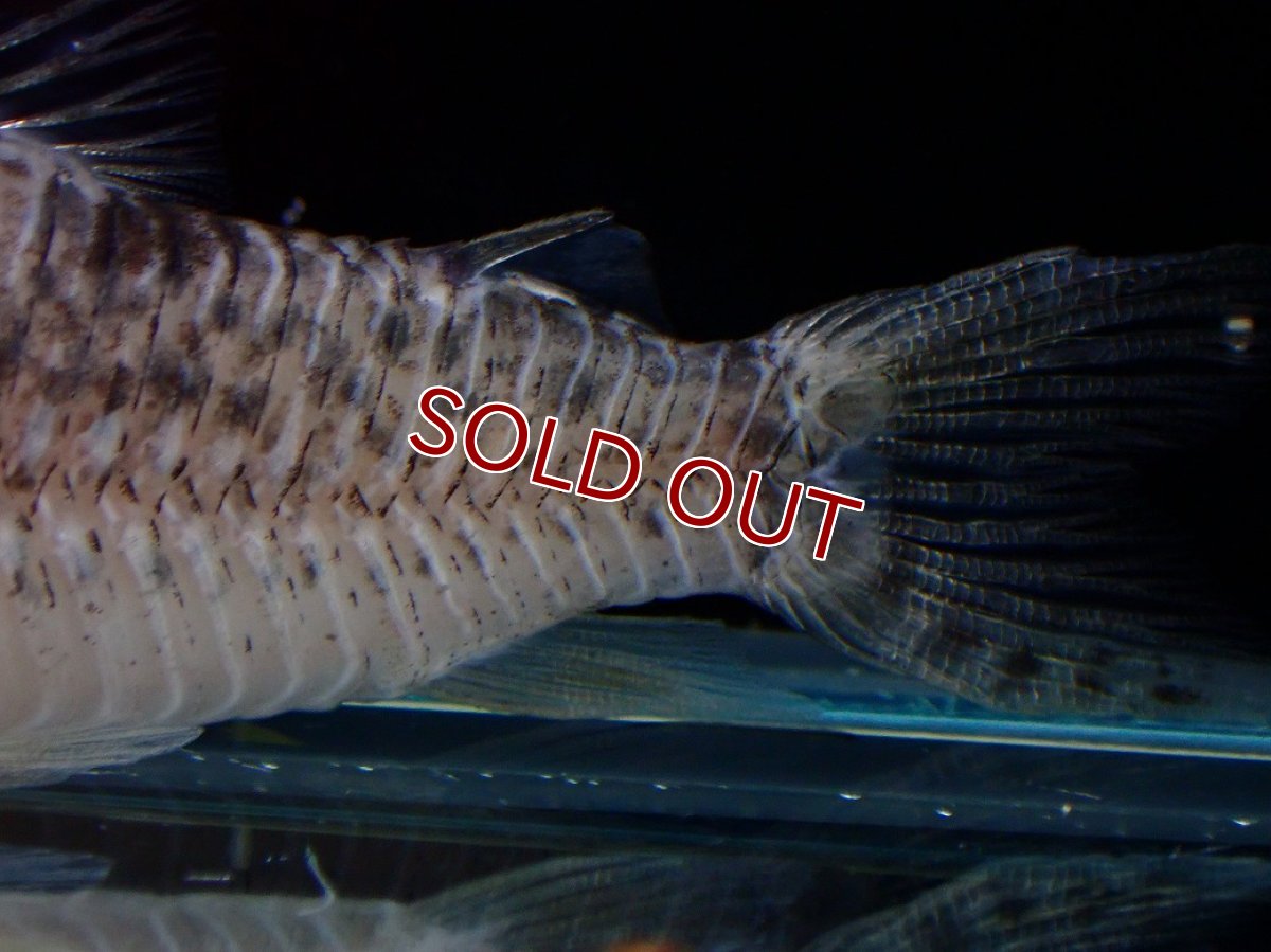 画像3: 【淡水魚】【通販】激レア No1 コリドラス ロングノーズ キンチャン ロンドニア州 ワイルド【個体販売】(±6.5cm)(生体)(熱帯魚)NKCR (3)