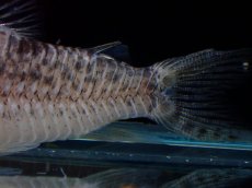 画像3: 【淡水魚】【通販】激レア No1 コリドラス ロングノーズ キンチャン ロンドニア州 ワイルド【個体販売】(±6.5cm)(生体)(熱帯魚)NKCR (3)