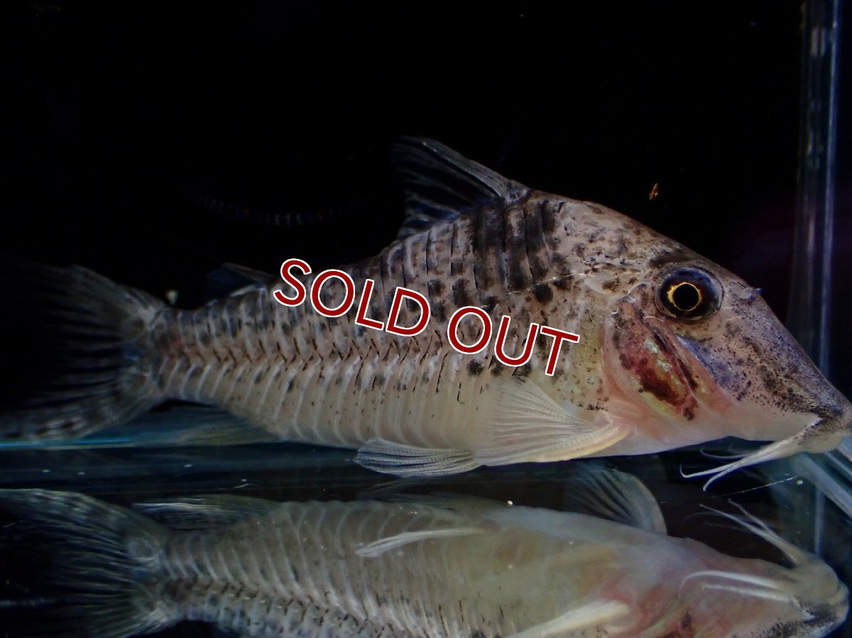 画像4: 【淡水魚】【通販】激レア No1 コリドラス ロングノーズ キンチャン ロンドニア州 ワイルド【個体販売】(±6.5cm)(生体)(熱帯魚)NKCR (4)