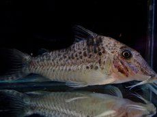 画像4: 【淡水魚】【通販】激レア No1 コリドラス ロングノーズ キンチャン ロンドニア州 ワイルド【個体販売】(±6.5cm)(生体)(熱帯魚)NKCR (4)
