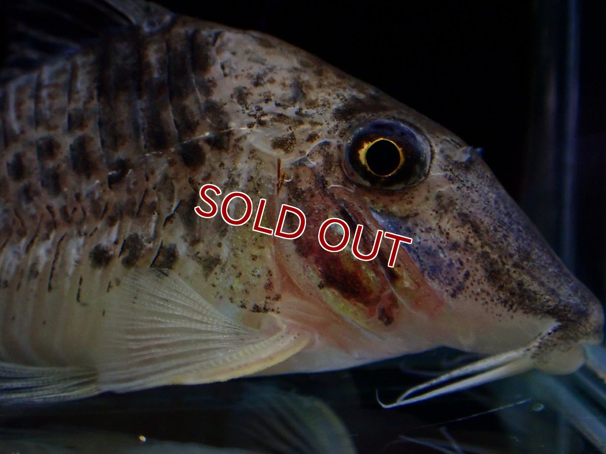 画像5: 【淡水魚】【通販】激レア No1 コリドラス ロングノーズ キンチャン ロンドニア州 ワイルド【個体販売】(±6.5cm)(生体)(熱帯魚)NKCR (5)