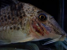 画像5: 【淡水魚】【通販】激レア No1 コリドラス ロングノーズ キンチャン ロンドニア州 ワイルド【個体販売】(±6.5cm)(生体)(熱帯魚)NKCR (5)