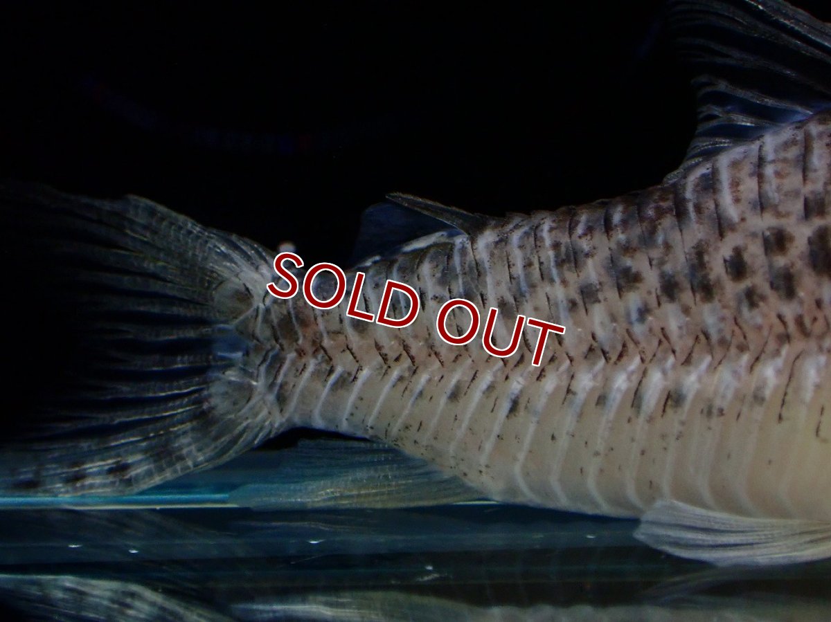 画像6: 【淡水魚】【通販】激レア No1 コリドラス ロングノーズ キンチャン ロンドニア州 ワイルド【個体販売】(±6.5cm)(生体)(熱帯魚)NKCR (6)