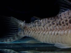 画像6: 【淡水魚】【通販】激レア No1 コリドラス ロングノーズ キンチャン ロンドニア州 ワイルド【個体販売】(±6.5cm)(生体)(熱帯魚)NKCR (6)