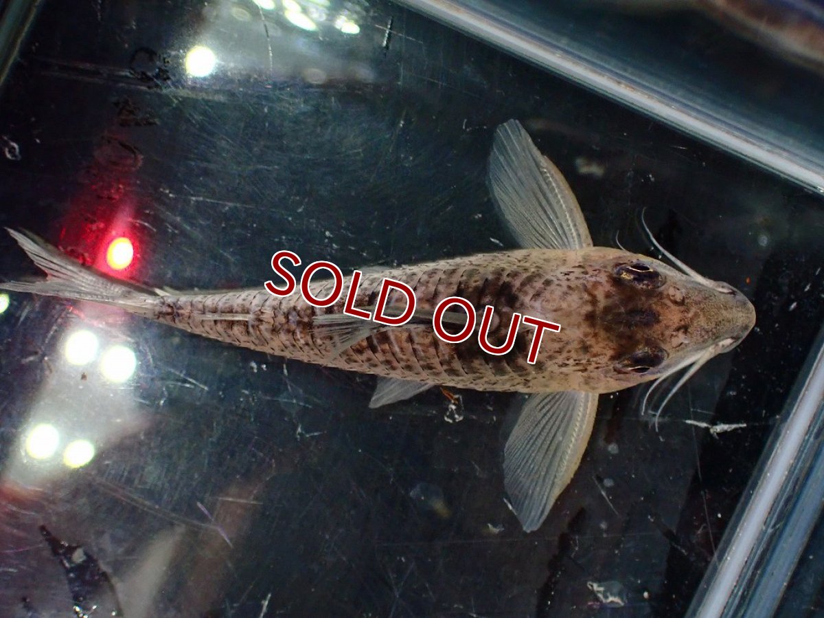 画像7: 【淡水魚】【通販】激レア No1 コリドラス ロングノーズ キンチャン ロンドニア州 ワイルド【個体販売】(±6.5cm)(生体)(熱帯魚)NKCR (7)