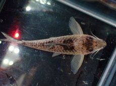 画像7: 【淡水魚】【通販】激レア No1 コリドラス ロングノーズ キンチャン ロンドニア州 ワイルド【個体販売】(±6.5cm)(生体)(熱帯魚)NKCR (7)
