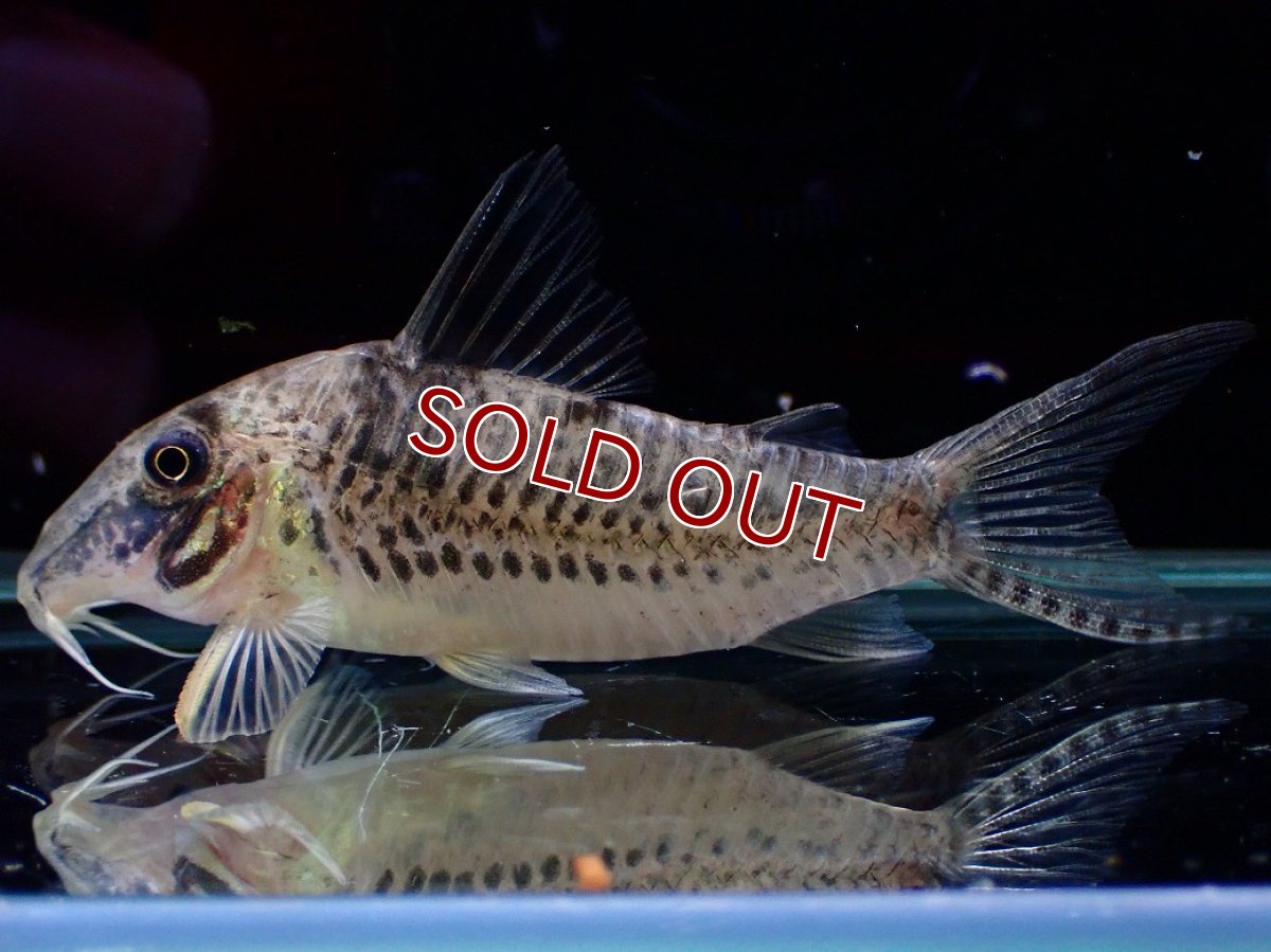 画像1: 【決算セール クーポンご利用で更に10％OFF対象商品】【淡水魚】【通販】激レア No2 コリドラス ロングノーズ キンチャン ロンドニア州 ワイルド【個体販売】(±6cm)(生体)(熱帯魚)NKCR (1)