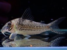 画像1: 【淡水魚】【通販】激レア No2 コリドラス ロングノーズ キンチャン ロンドニア州 ワイルド【個体販売】(±6cm)(生体)(熱帯魚)NKCR (1)