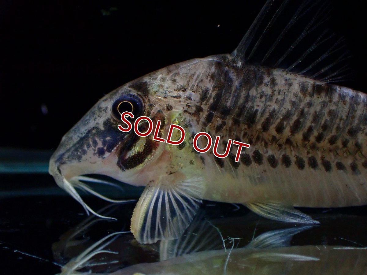 画像2: 【決算セール クーポンご利用で更に10％OFF対象商品】【淡水魚】【通販】激レア No2 コリドラス ロングノーズ キンチャン ロンドニア州 ワイルド【個体販売】(±6cm)(生体)(熱帯魚)NKCR (2)