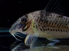 画像2: 【淡水魚】【通販】激レア No2 コリドラス ロングノーズ キンチャン ロンドニア州 ワイルド【個体販売】(±6cm)(生体)(熱帯魚)NKCR (2)