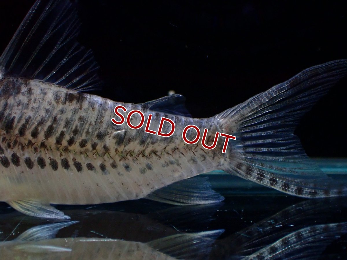 画像3: 【決算セール クーポンご利用で更に10％OFF対象商品】【淡水魚】【通販】激レア No2 コリドラス ロングノーズ キンチャン ロンドニア州 ワイルド【個体販売】(±6cm)(生体)(熱帯魚)NKCR (3)