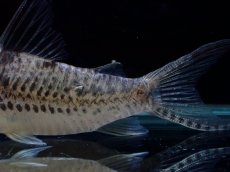 画像3: 【淡水魚】【通販】激レア No2 コリドラス ロングノーズ キンチャン ロンドニア州 ワイルド【個体販売】(±6cm)(生体)(熱帯魚)NKCR (3)