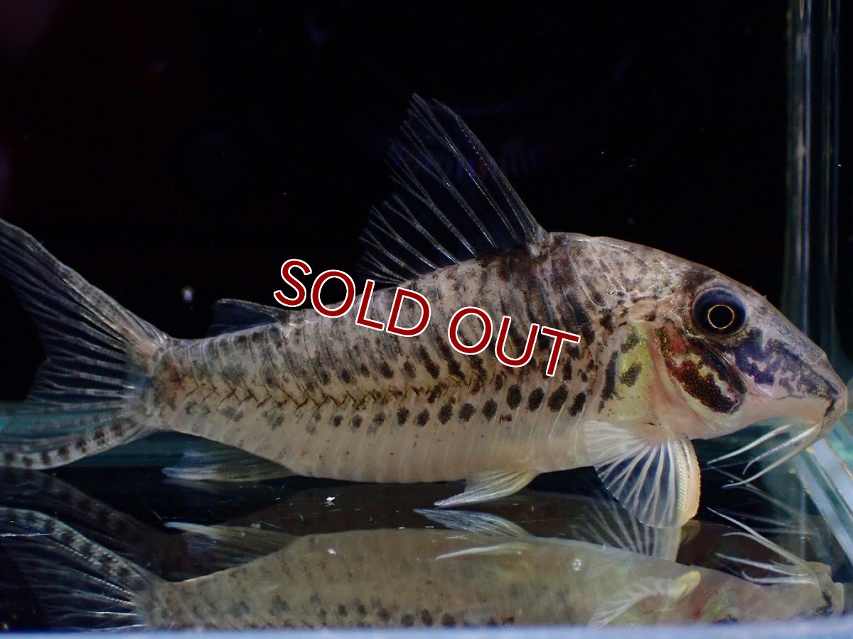 画像4: 【決算セール クーポンご利用で更に10％OFF対象商品】【淡水魚】【通販】激レア No2 コリドラス ロングノーズ キンチャン ロンドニア州 ワイルド【個体販売】(±6cm)(生体)(熱帯魚)NKCR (4)