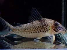 画像4: 【淡水魚】【通販】激レア No2 コリドラス ロングノーズ キンチャン ロンドニア州 ワイルド【個体販売】(±6cm)(生体)(熱帯魚)NKCR (4)