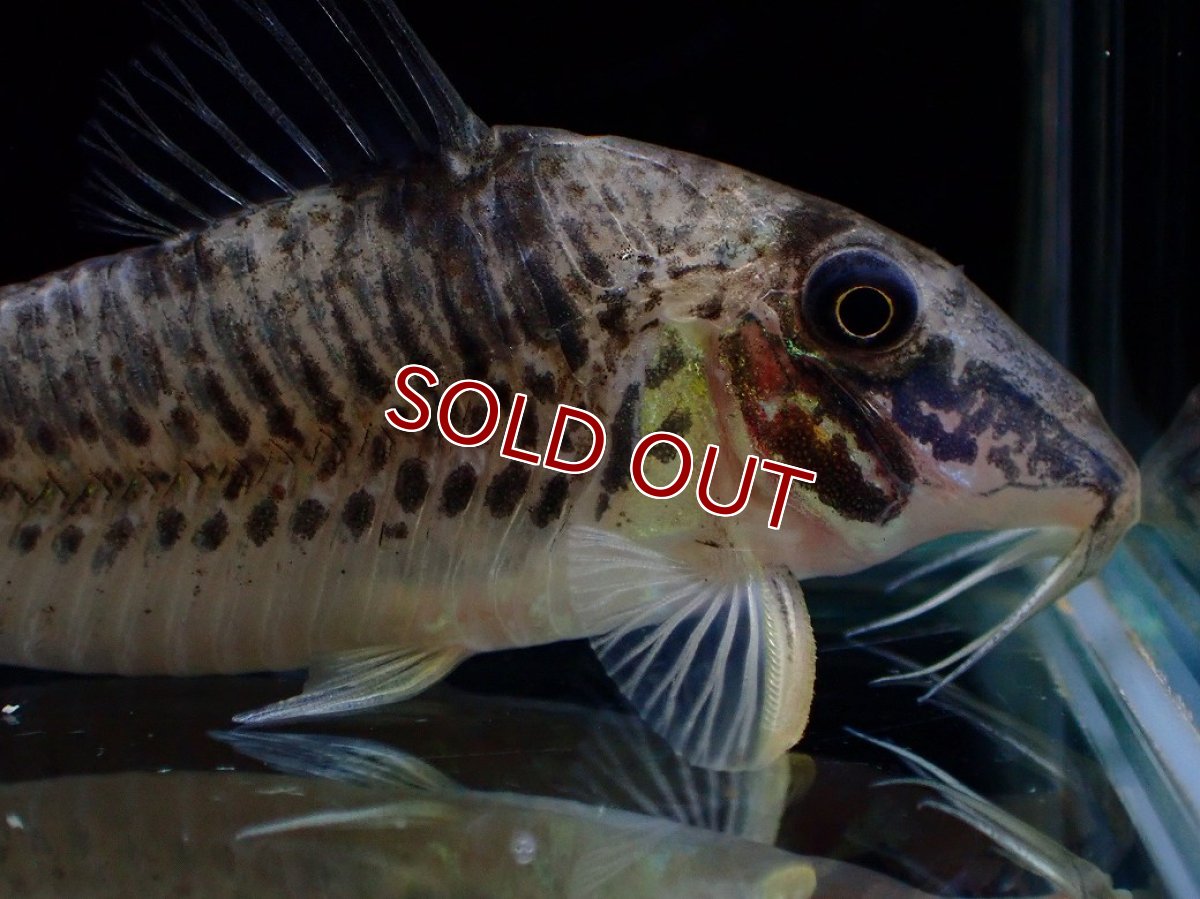 画像5: 【決算セール クーポンご利用で更に10％OFF対象商品】【淡水魚】【通販】激レア No2 コリドラス ロングノーズ キンチャン ロンドニア州 ワイルド【個体販売】(±6cm)(生体)(熱帯魚)NKCR (5)