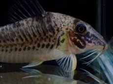 画像5: 【淡水魚】【通販】激レア No2 コリドラス ロングノーズ キンチャン ロンドニア州 ワイルド【個体販売】(±6cm)(生体)(熱帯魚)NKCR (5)