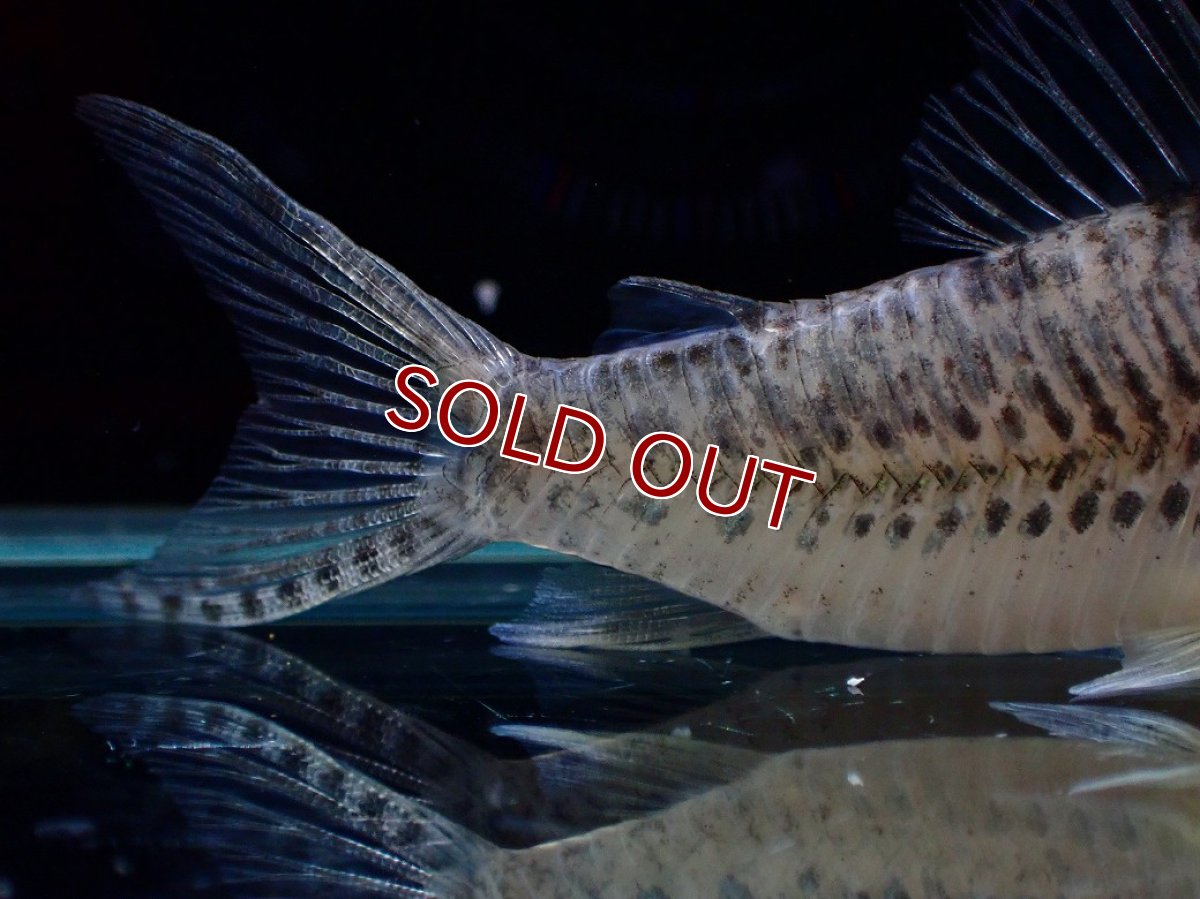 画像6: 【決算セール クーポンご利用で更に10％OFF対象商品】【淡水魚】【通販】激レア No2 コリドラス ロングノーズ キンチャン ロンドニア州 ワイルド【個体販売】(±6cm)(生体)(熱帯魚)NKCR (6)