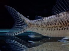 画像6: 【淡水魚】【通販】激レア No2 コリドラス ロングノーズ キンチャン ロンドニア州 ワイルド【個体販売】(±6cm)(生体)(熱帯魚)NKCR (6)