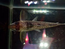 画像7: 【淡水魚】【通販】激レア No2 コリドラス ロングノーズ キンチャン ロンドニア州 ワイルド【個体販売】(±6cm)(生体)(熱帯魚)NKCR (7)