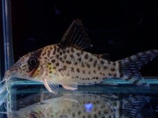 画像1: 【淡水魚】【通販】激レア No1 コリドラス キンチャン ロンドニア州 ワイルド【個体販売】(±5cm)(生体)(熱帯魚)NKCR (1)